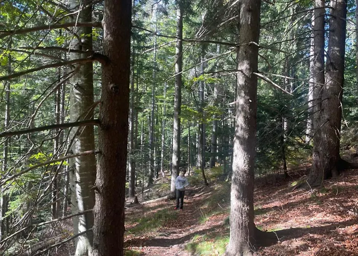 On The Slope Pohorje 11 アパート ホコ・ポホリェ